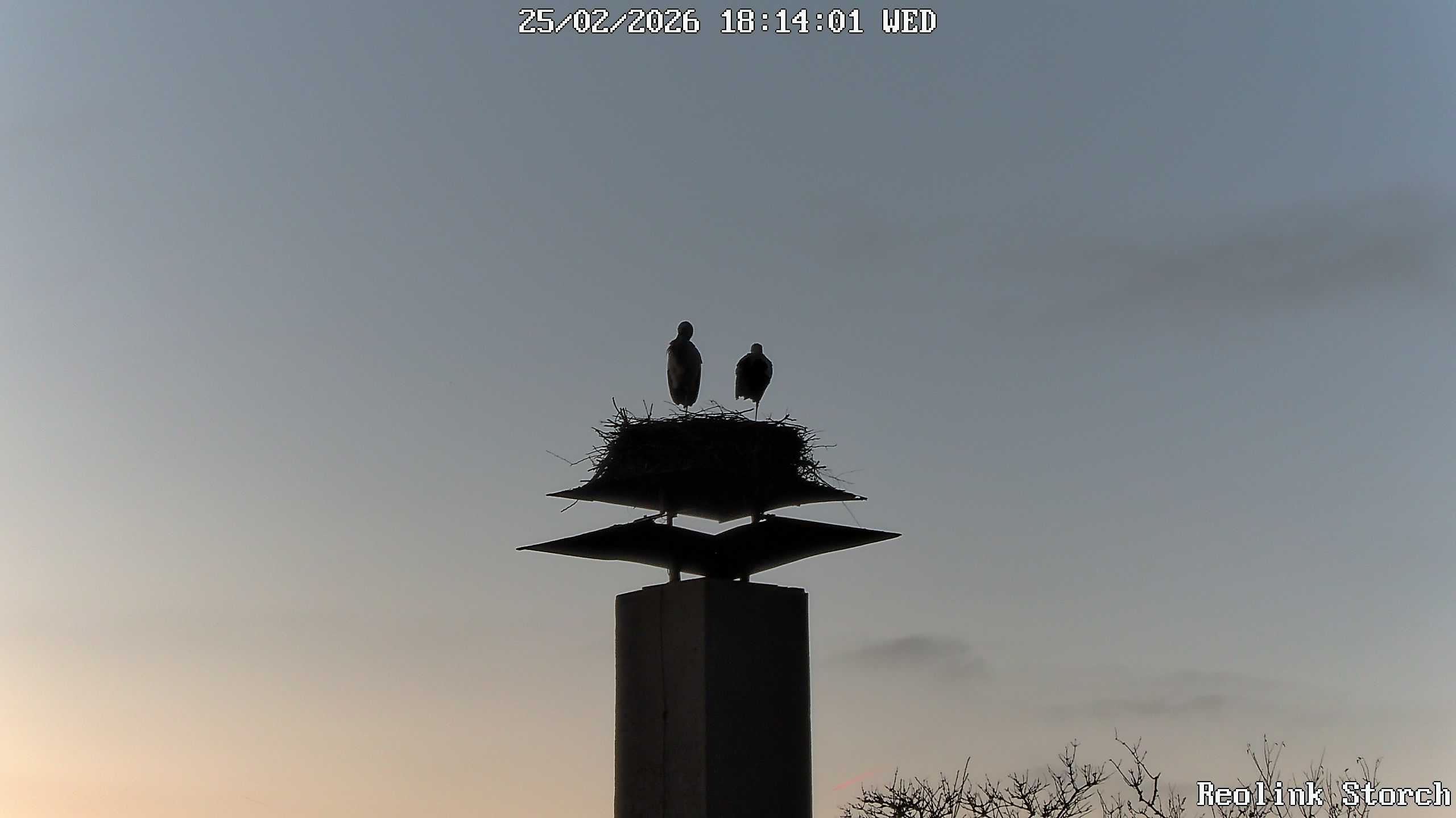 Storchencam Bild